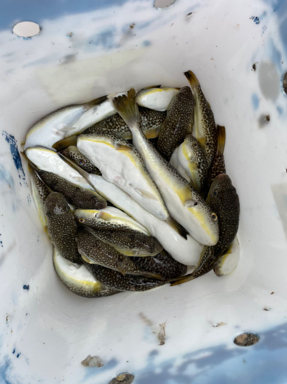 kouhe0110さんの釣果 3枚目の画像