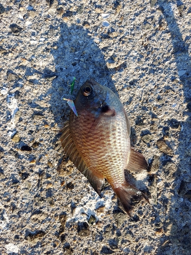 ウミタナゴの釣果