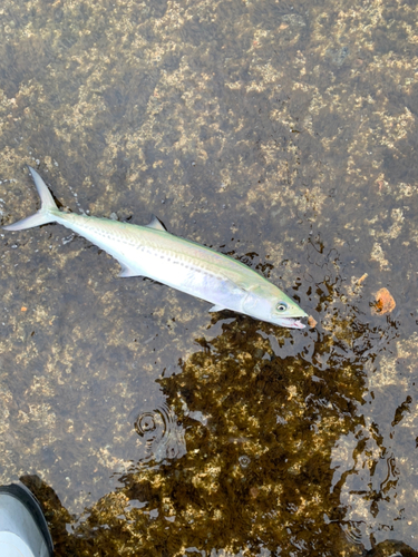 ダツの釣果