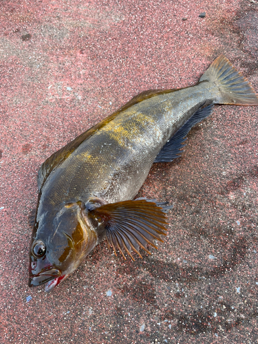 アイナメの釣果