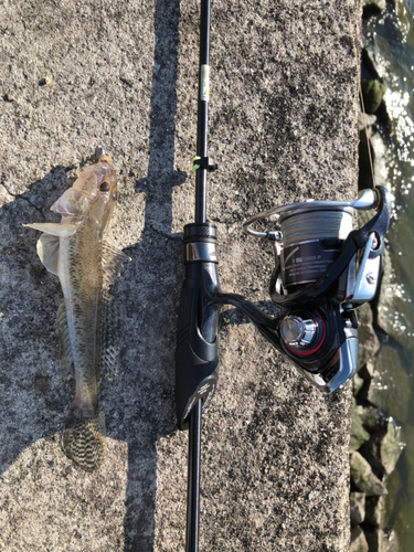 ハゼの釣果