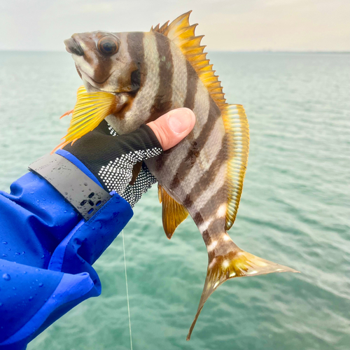 タカノハダイの釣果