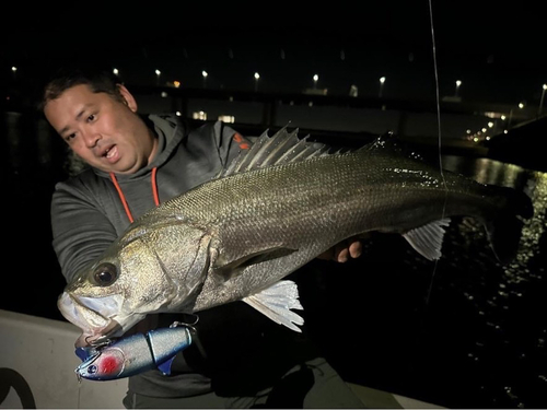 スズキの釣果