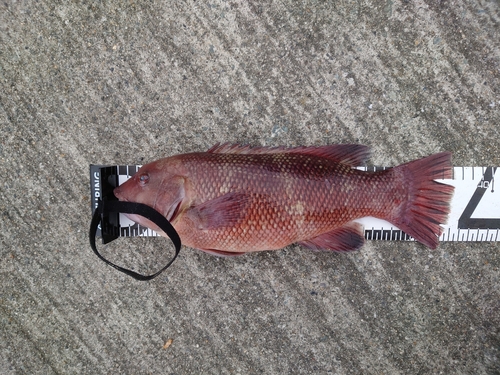 カンダイの釣果