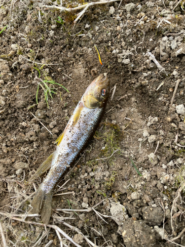 カワムツの釣果