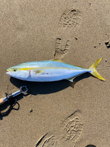 イナダの釣果