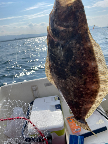 ヒラメの釣果