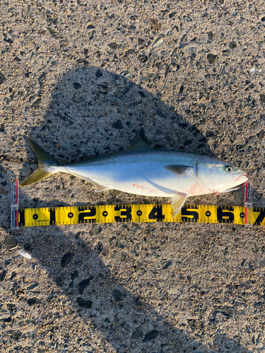 ワラサの釣果