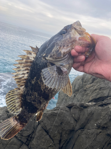 ベッコウゾイの釣果