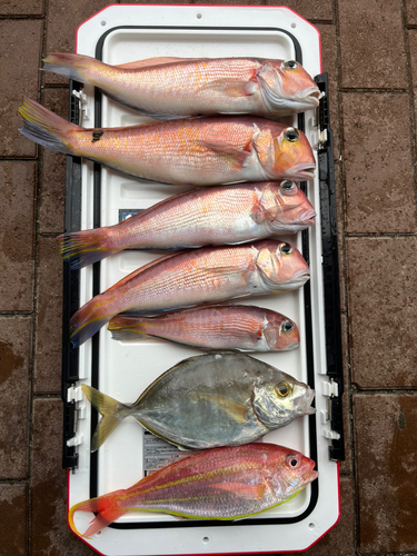 カイワリの釣果