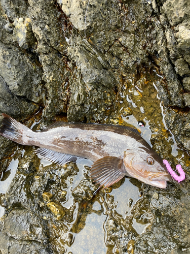 アイナメの釣果