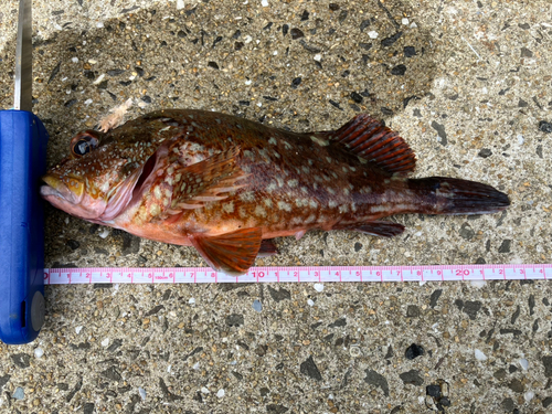 カサゴの釣果