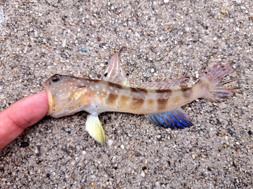 イトヒキハゼの釣果