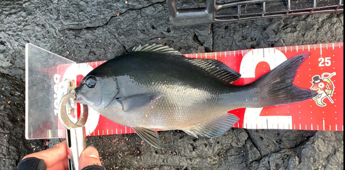 グレの釣果