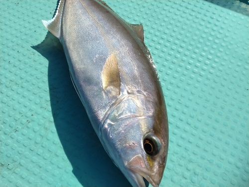 カンパチの釣果