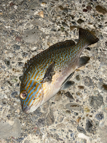 コロダイの釣果