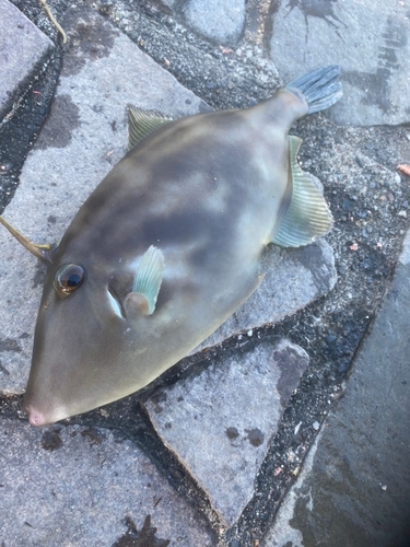 ウマヅラハギの釣果