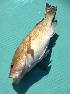 オオモンハタの釣果