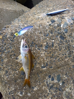 ムツの釣果