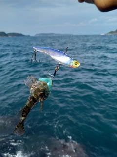 アサヒアナハゼの釣果