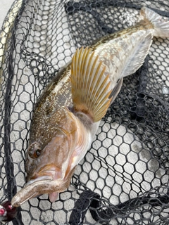 アイナメの釣果