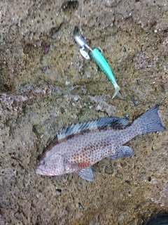 オオモンハタの釣果