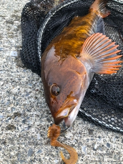 アイナメの釣果