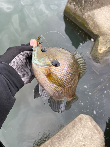 ブルーギルの釣果