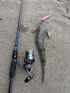 マゴチの釣果