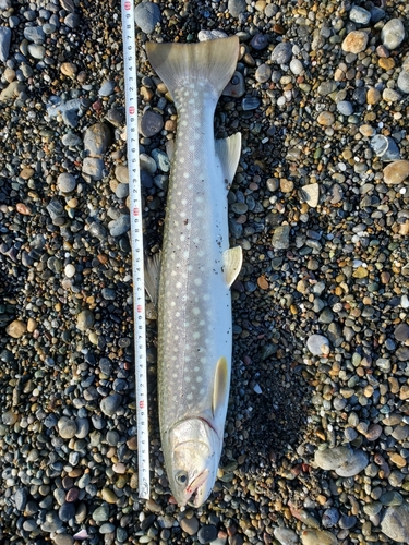 アメマスの釣果