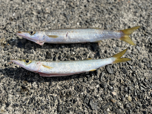 カマスの釣果