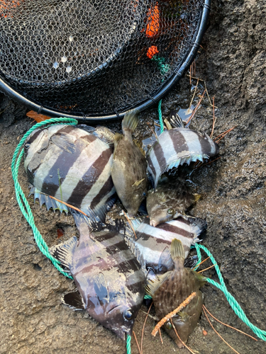 カワハギの釣果