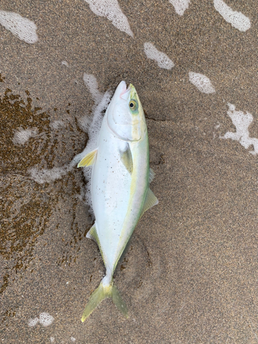 フクラギの釣果