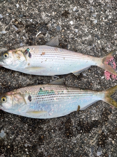 コノシロの釣果