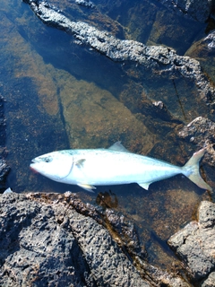 メジロの釣果