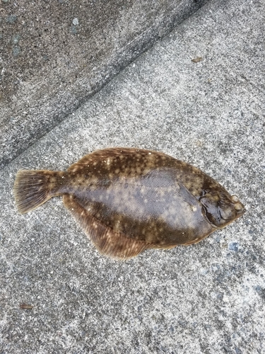 カレイの釣果