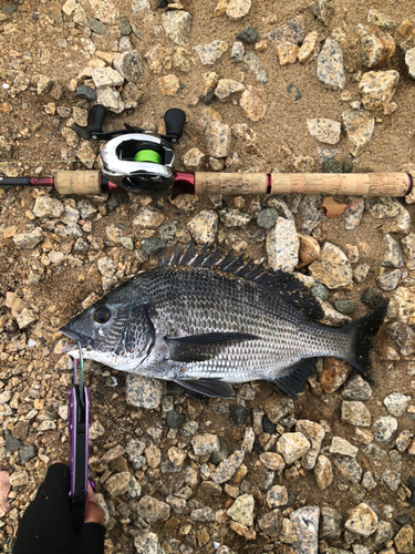 チヌの釣果