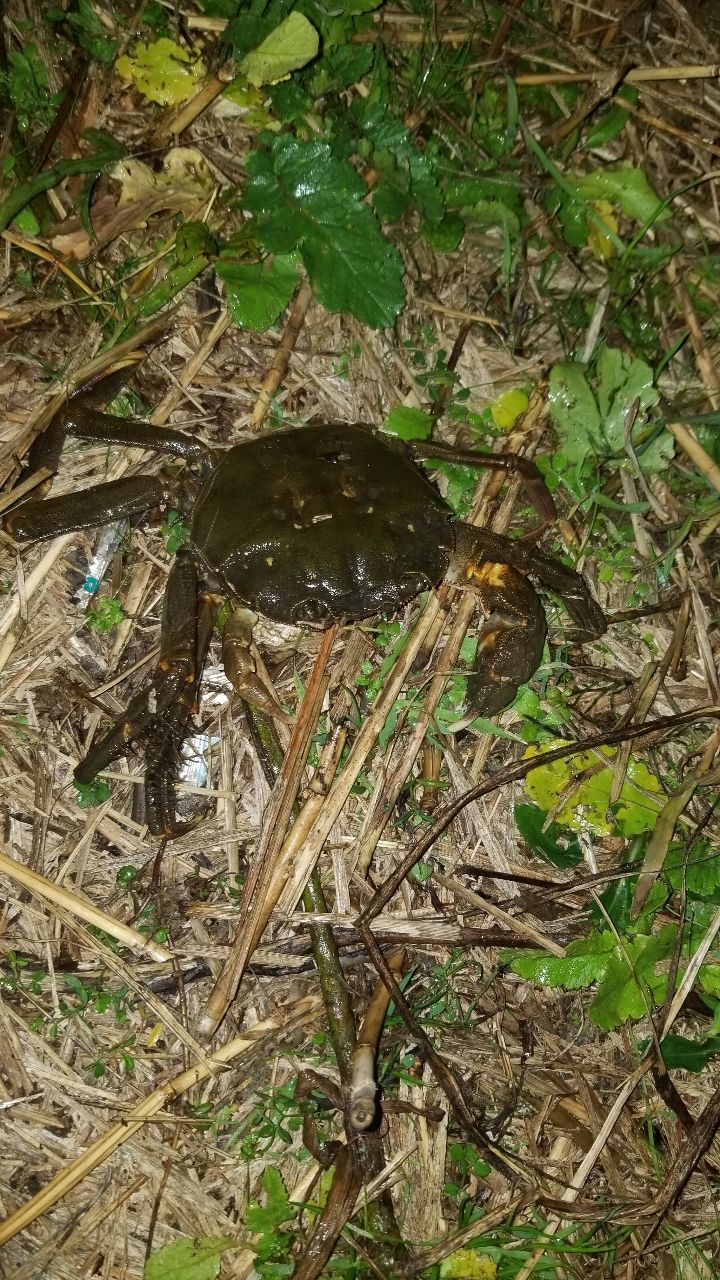 ブラックバス