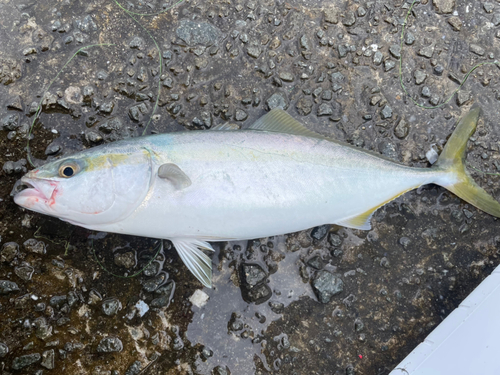 ハマチの釣果