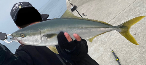 ハマチの釣果