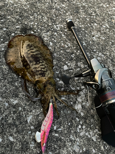 モイカの釣果