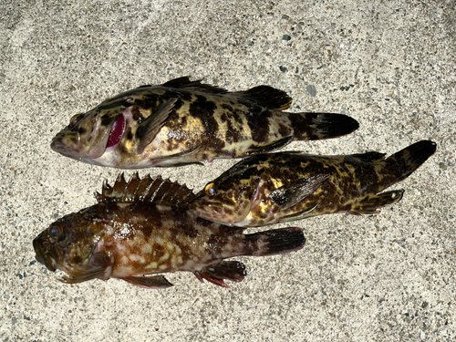 タケノコメバルの釣果