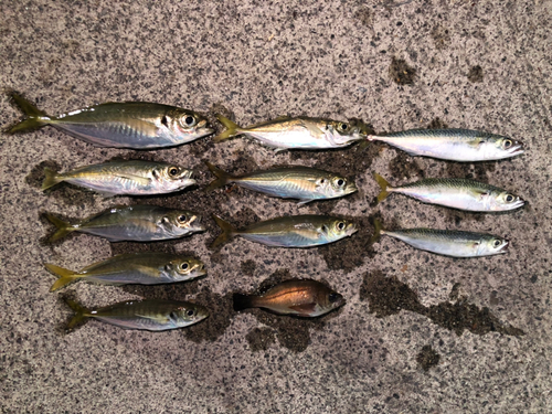 アジの釣果