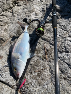 カンパチの釣果