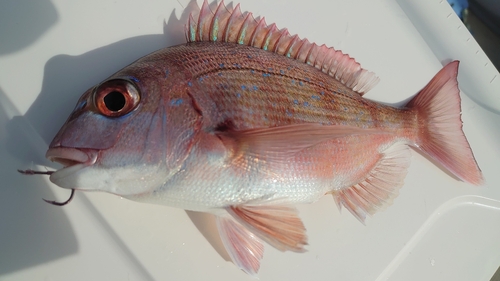 マダイの釣果