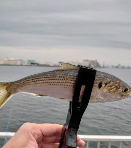 コノシロの釣果