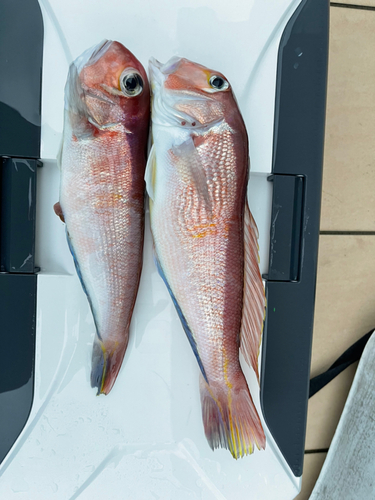 アマダイの釣果