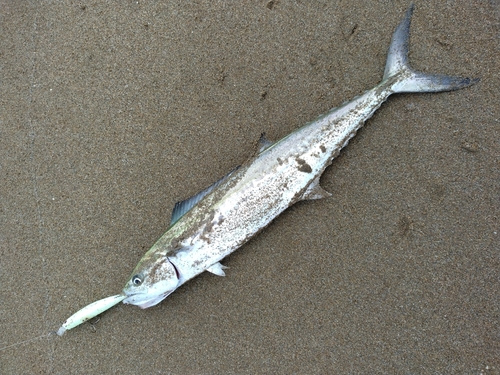 サゴシの釣果