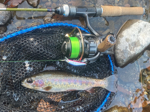 ニジマスの釣果