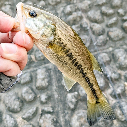 ラージマウスバスの釣果